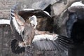 Griffon Vulture sits beautifully, spreading its huge wings with long feathers Ã¢â¬â a mountain scavenger bird against the